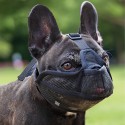 Muselière BRACHYCEPHALE DOOGY Taille S Noire